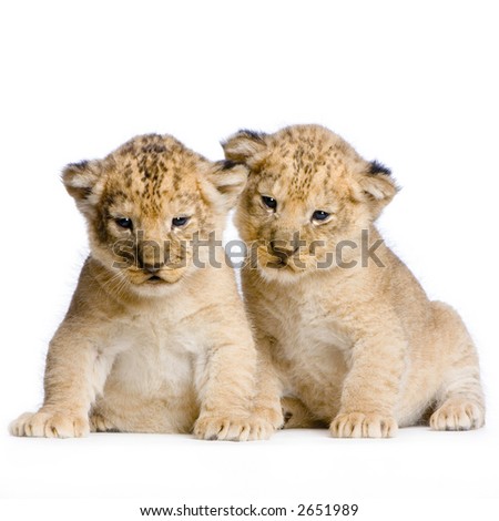 Baby+white+lion+cubs