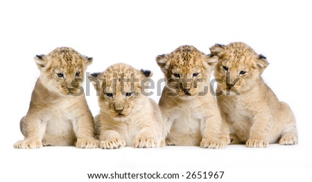 Lion Cubs  (3 weeks) in front of a white background. All my pictures are taken in a photo studio.