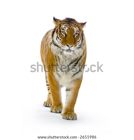 All Tiger Pictures