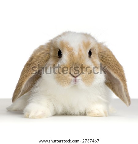 a lop rabbit