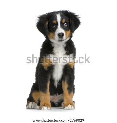 bernese mountain dog puppies. puppy Bernese mountain dog