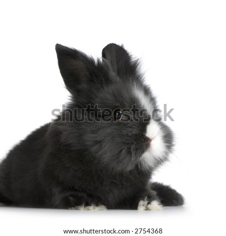 Dwarf Black And White Rabbit. Cute Black and White Dwarf