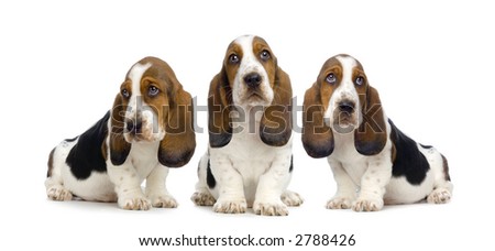 Basset Hound Puppies in front of white background Basset Hound Puppies in front of white background