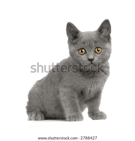 stock photo : Chartreux Kitten