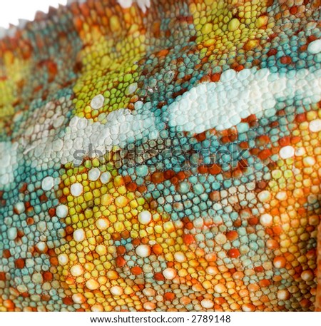 detail on the Chameleon Furcifer Pardalis\'s skin in front of a white background