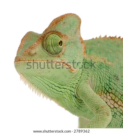 a Yemen Chameleon in front