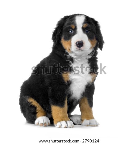 bernese mountain dog puppies. Puppy Bernese mountain dog