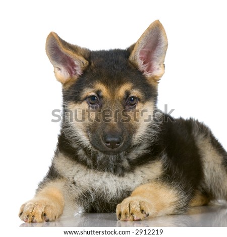 German Shepherd  Pictures on German Shepherd Puppy Lying Down In Front Of White Background Stock