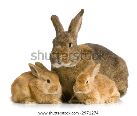 Mother Rabbit with her new born bunny in front of a white background