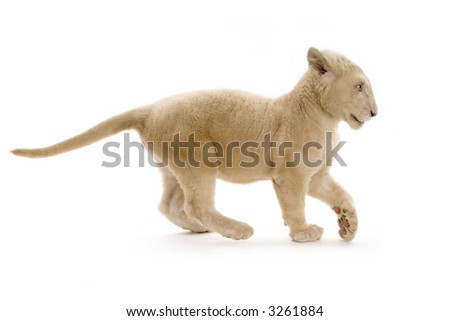 wallpaper white lion. white lion cubs wallpaper.