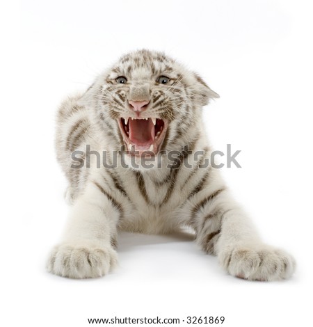 wallpaper tiger cub. white bengal tiger cub,