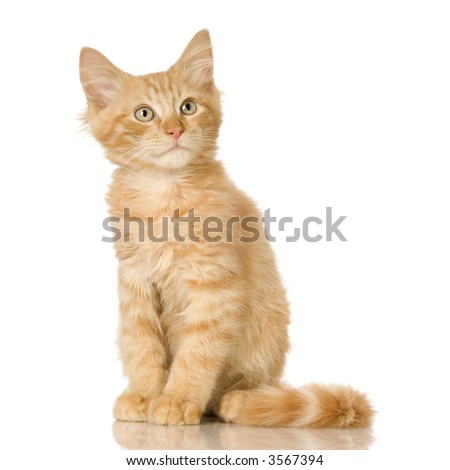 a ginger kitten