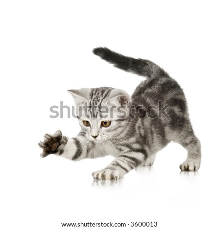 stock photo : Grey kitten playing and grabbing at in front of a white 