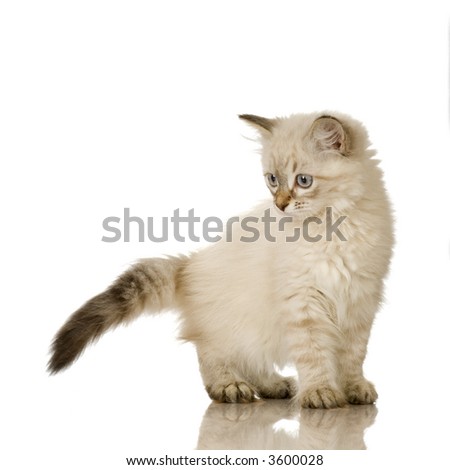 Lilac Birman Kittens. well-known for irman cats