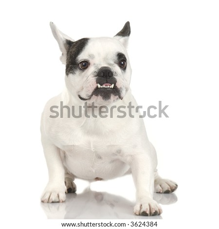 French Bulldog Adults