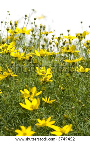 Wild flowers against a white background