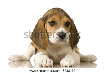 stock-photo-beagle-in-front-of-white-background-3988192.jpg
