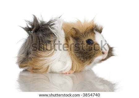 stock photo : Peruvian guinea stock photo : Peruvian guinea