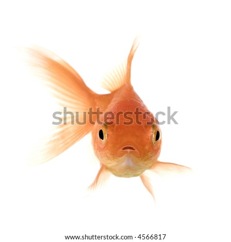 Goldfish Front