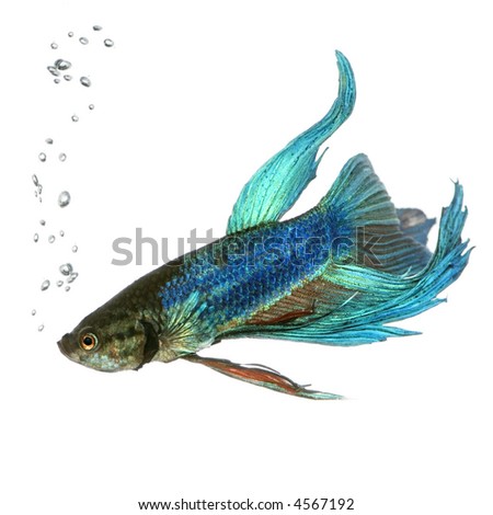 stock photo Shot of a blue Siamese fighting fish under water in front of a