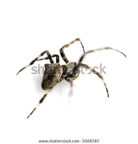 Spider running in front of a white background