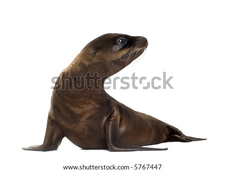 sea-lion pup (3 months) in front of a white background