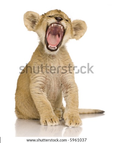 Lion Cub (3 months) in front of a white background.
