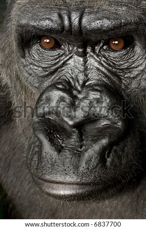 Young Silverback Gorilla in front of a white background