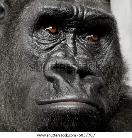 Young Silverback Gorilla in front of a white background