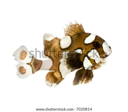 Clown Sweetlips