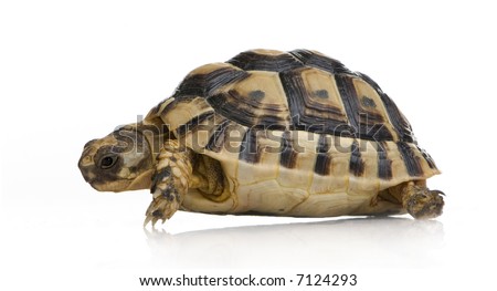 Herman\'s Tortoise in front of a white backgroung