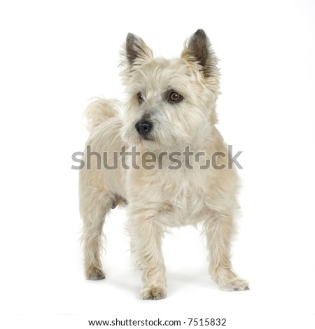 White Cairn Terrier