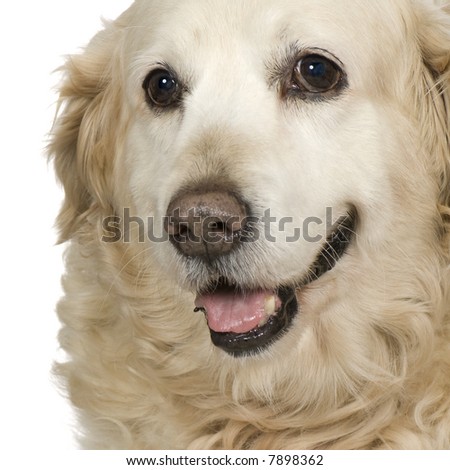 Puppy  Labrador retriever cream in front of white background and facing the camera