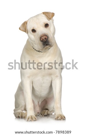 Crossbreed Labrador