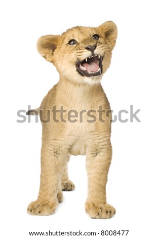 Lion Cub (5 months) in front of a white background