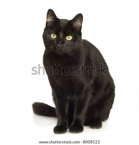 Black Cat in front of a white background