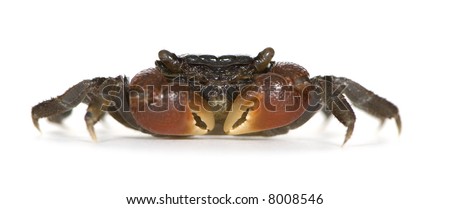 Red Claw Crab