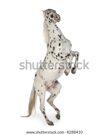 appaloosa horse jumping. stock photo : Appaloosa horse