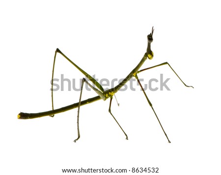 Stick Bug Images