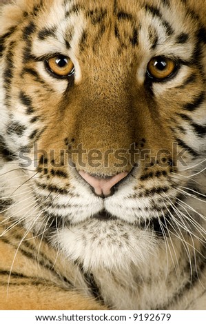 Tiger cub (5 months) in front of a white background