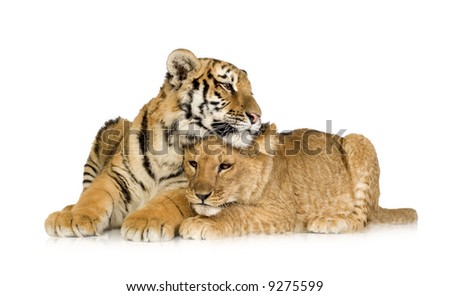 stock photo : Lion Cub (5