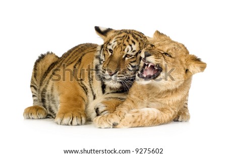 tiger cubs wallpaper. Siberian Tiger Cubs Wallpaper.
