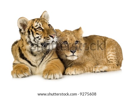 cute tiger cubs wallpapers. cute tiger cubs wallpapers. stock photo : Lion Cub (5