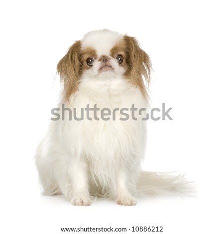 Japanese Chin Dog in front of a white background