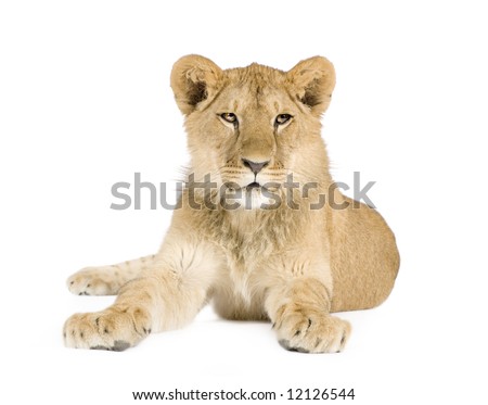 Lion cub (8 months) in front of a white background