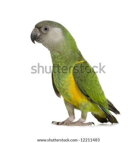 Female Senegal Parrot