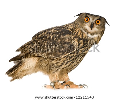 stock photo Eurasian Eagle Owl Bubo bubo 22 months in front of