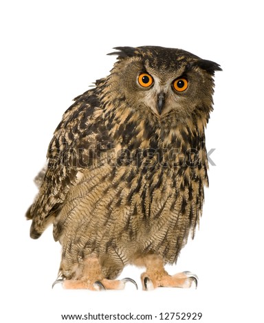 stock photo Eurasian Eagle Owl Bubo bubo 22 months in front of