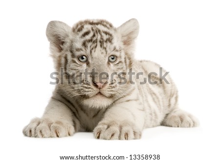 tiger cubs wallpaper. wallpaper tiger cub.