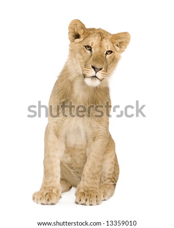 Lion Cub (9 months) in front of a white background